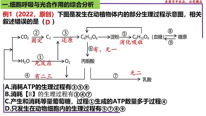 (新人教版)新高考生物一轮复习精讲课件20 光合作用4(光合作用与呼吸作用)(含答案)第5页