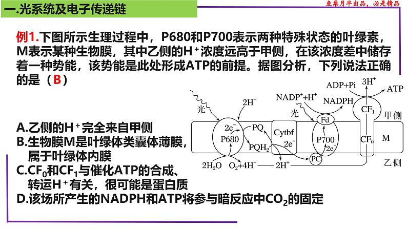 (新人教版)新高考生物一轮复习精讲课件21 光合作用5(光呼吸、电子传递、C4等植物)(含答案)第6页