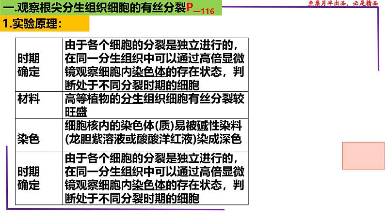 (新人教版)新高考生物一轮复习精讲课件23 分裂有关的三个实验(含答案)第3页