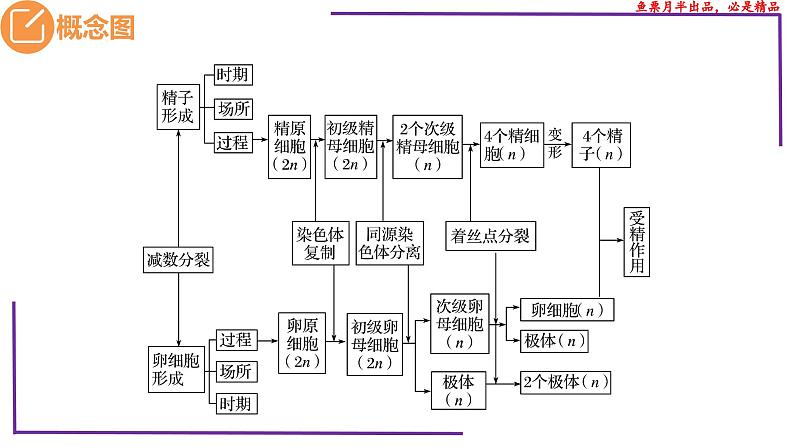 (新人教版)新高考生物一轮复习精讲课件26 减数分裂(含答案)第3页