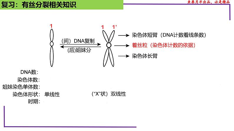 (新人教版)新高考生物一轮复习精讲课件26 减数分裂(含答案)第4页