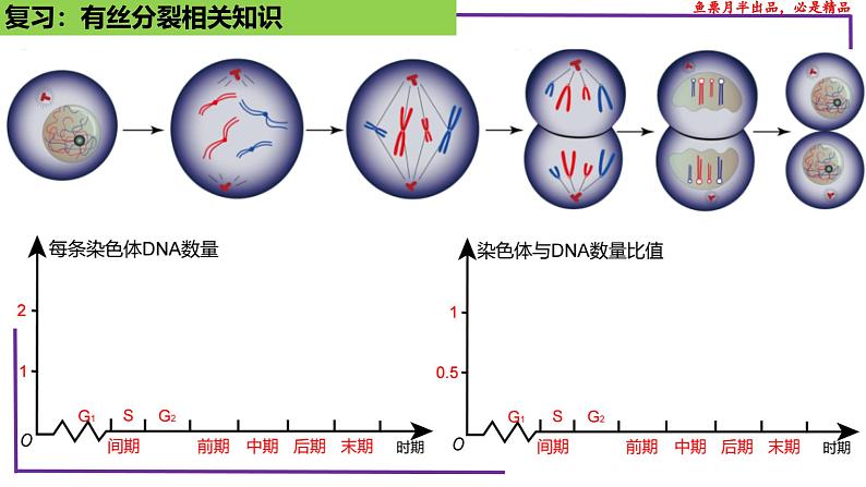 (新人教版)新高考生物一轮复习精讲课件26 减数分裂(含答案)第5页