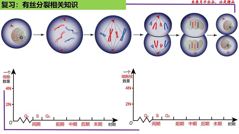 (新人教版)新高考生物一轮复习精讲课件26 减数分裂(含答案)第6页