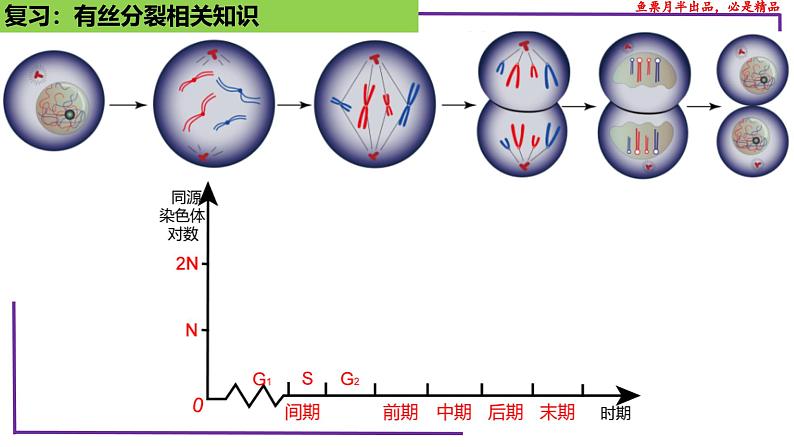 (新人教版)新高考生物一轮复习精讲课件26 减数分裂(含答案)第7页
