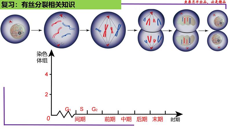 (新人教版)新高考生物一轮复习精讲课件26 减数分裂(含答案)第8页