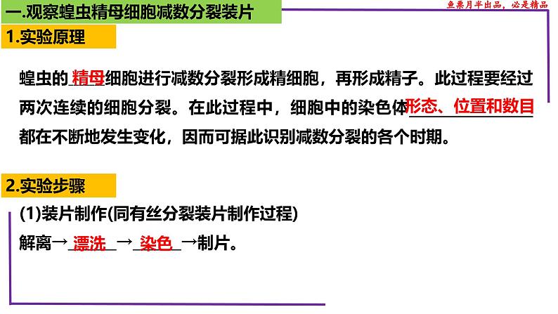 (新人教版)新高考生物一轮复习精讲课件27 有丝分裂和减数分裂 观察蝗虫精母细胞减数分裂装片(含答案)第4页