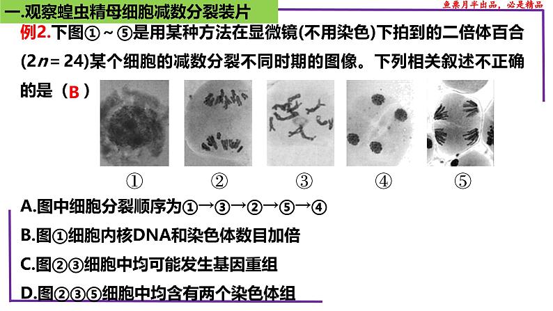 (新人教版)新高考生物一轮复习精讲课件27 有丝分裂和减数分裂 观察蝗虫精母细胞减数分裂装片(含答案)第8页