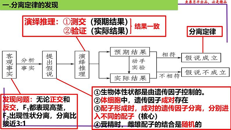 (新人教版)新高考生物一轮复习精讲课件30 分离定律的发现(含答案)第4页