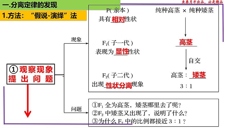 (新人教版)新高考生物一轮复习精讲课件30 分离定律的发现(含答案)第5页
