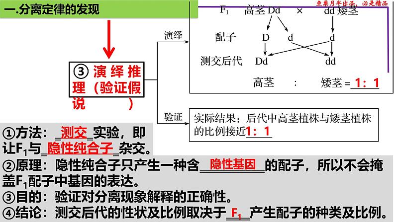 (新人教版)新高考生物一轮复习精讲课件30 分离定律的发现(含答案)第7页