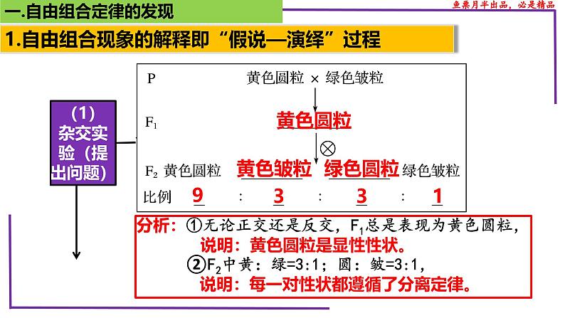 (新人教版)新高考生物一轮复习精讲课件32 自由组合定律的发现(含答案)第4页