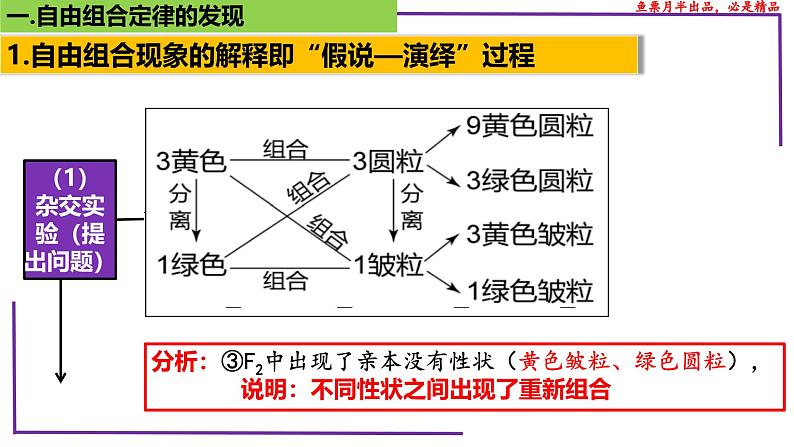 (新人教版)新高考生物一轮复习精讲课件32 自由组合定律的发现(含答案)第5页