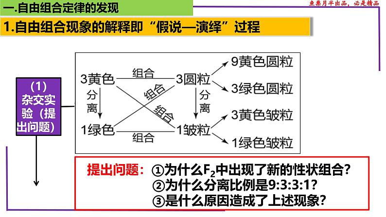 (新人教版)新高考生物一轮复习精讲课件32 自由组合定律的发现(含答案)第6页