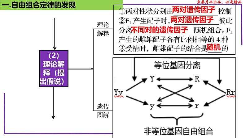 (新人教版)新高考生物一轮复习精讲课件32 自由组合定律的发现(含答案)第7页
