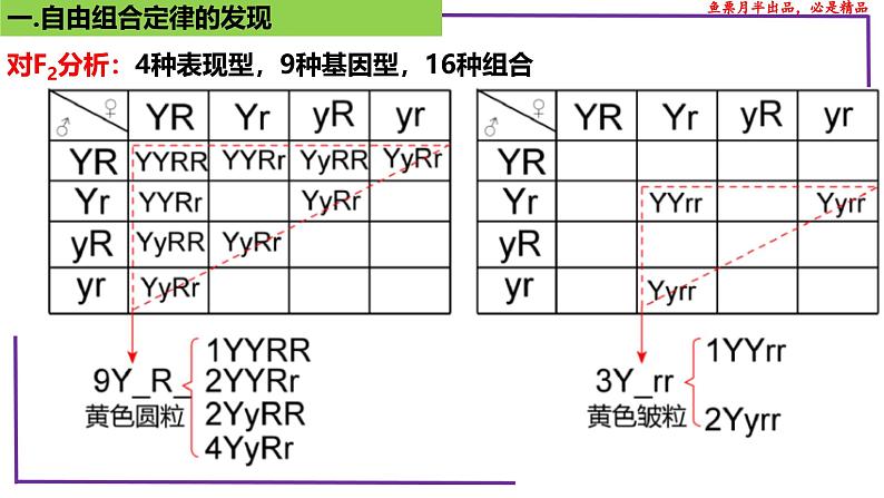 (新人教版)新高考生物一轮复习精讲课件32 自由组合定律的发现(含答案)第8页
