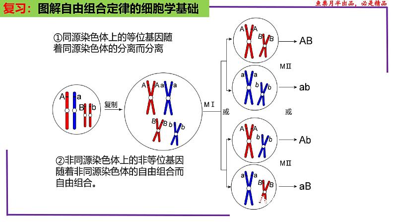 (新人教版)新高考生物一轮复习精讲课件33 自由组合定律的题型(第1课时)(含答案)04