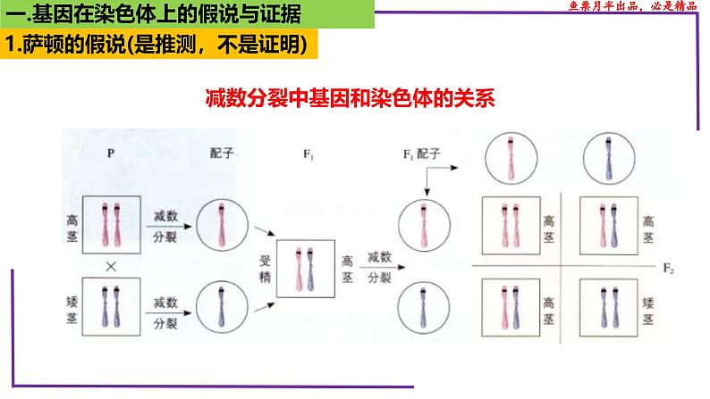 (新人教版)新高考生物一轮复习精讲课件35 基因在染色体上(含答案)第5页