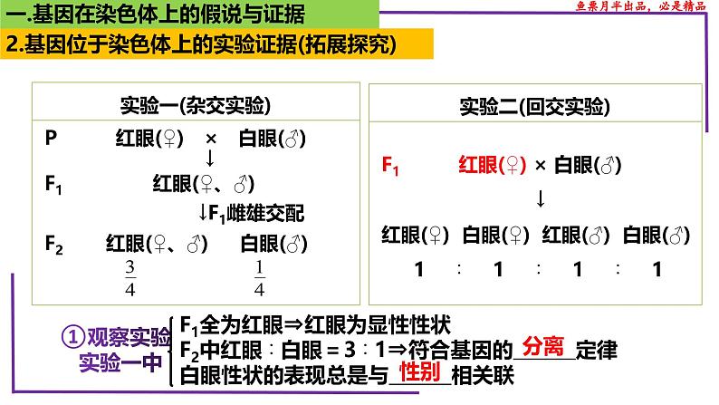(新人教版)新高考生物一轮复习精讲课件35 基因在染色体上(含答案)第7页