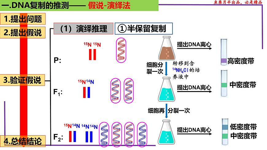 (新人教版)新高考生物一輪復(fù)習精講課件41 DNA分子的復(fù)制(含答案)第6頁