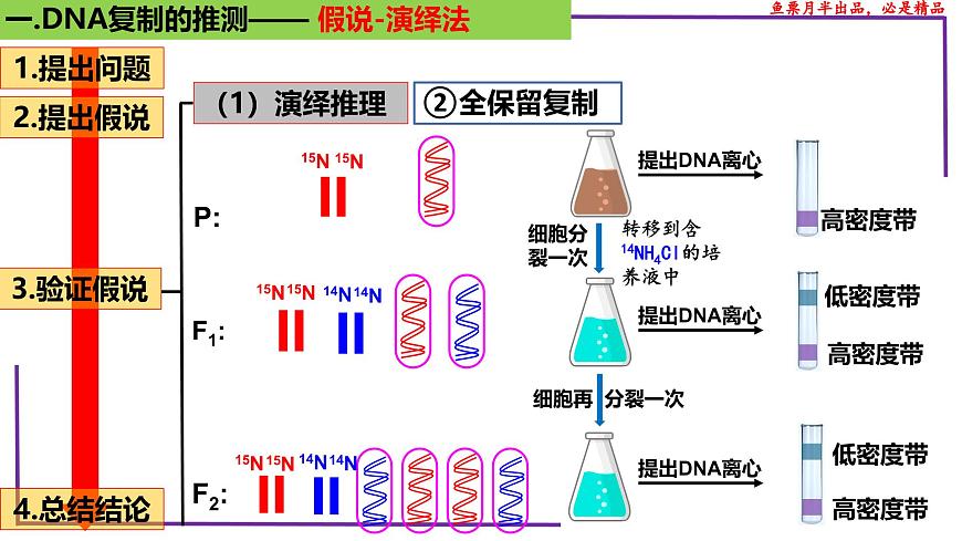 (新人教版)新高考生物一輪復(fù)習精講課件41 DNA分子的復(fù)制(含答案)第7頁
