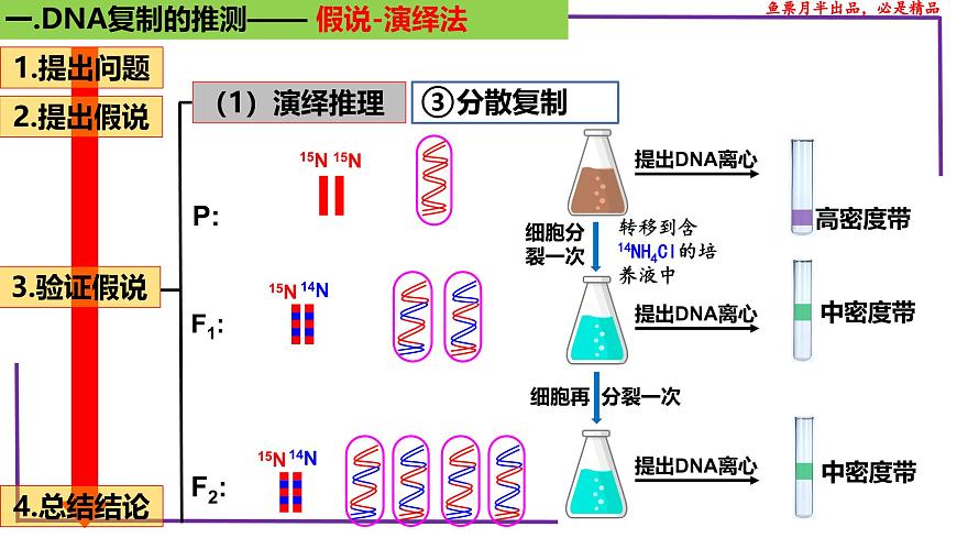 (新人教版)新高考生物一輪復(fù)習精講課件41 DNA分子的復(fù)制(含答案)第8頁