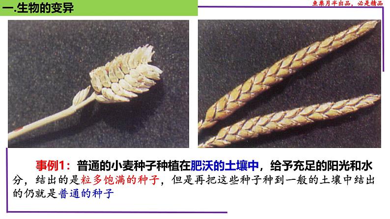 (新人教版)新高考生物一轮复习精讲课件44基因突变和基因重组(含答案)第4页