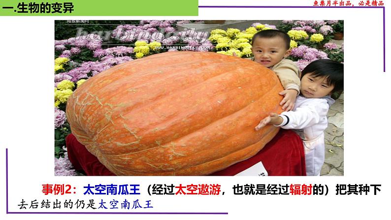 (新人教版)新高考生物一轮复习精讲课件44基因突变和基因重组(含答案)第5页