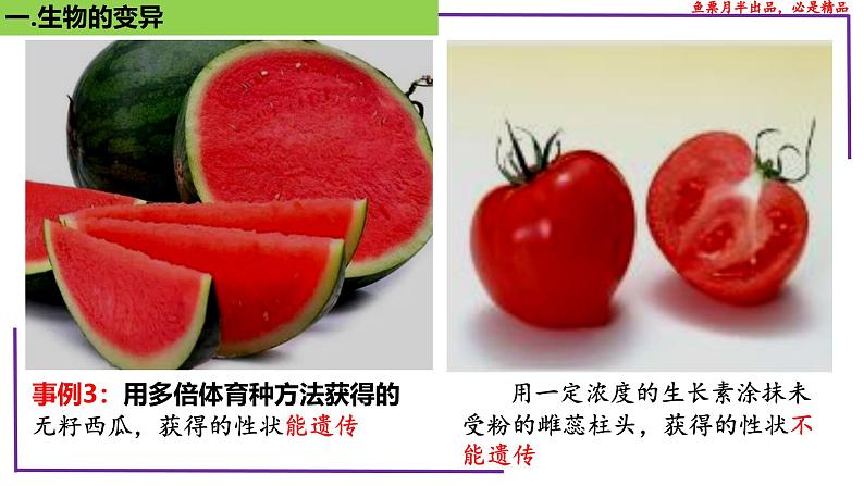 (新人教版)新高考生物一轮复习精讲课件44基因突变和基因重组(含答案)第6页