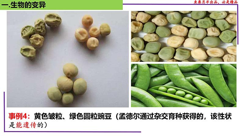 (新人教版)新高考生物一轮复习精讲课件44基因突变和基因重组(含答案)第7页