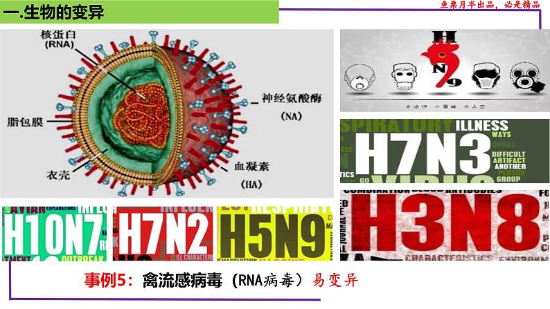 (新人教版)新高考生物一轮复习精讲课件44基因突变和基因重组(含答案)第8页