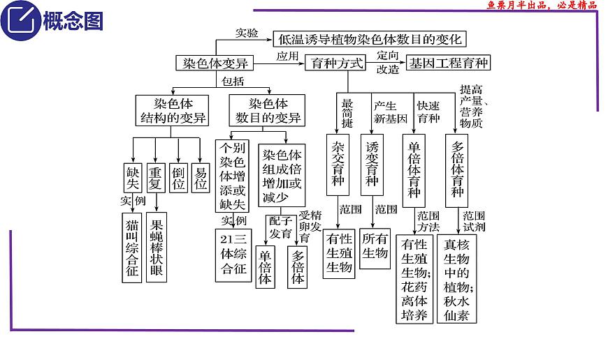 (新人教版)新高考生物一輪復(fù)習(xí)精講課件46變異在育種上的應(yīng)用(含答案)第3頁