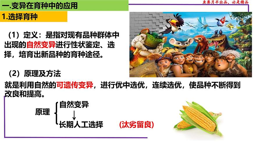 (新人教版)新高考生物一輪復(fù)習(xí)精講課件46變異在育種上的應(yīng)用(含答案)第4頁