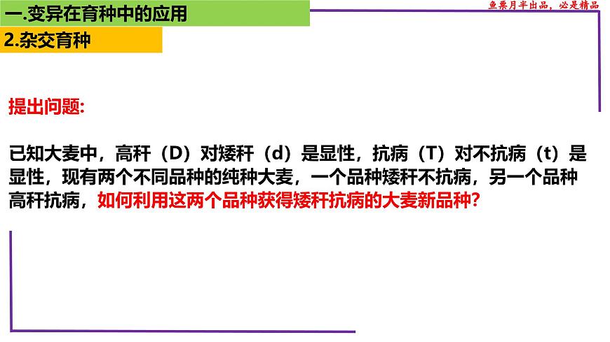 (新人教版)新高考生物一輪復(fù)習(xí)精講課件46變異在育種上的應(yīng)用(含答案)第6頁