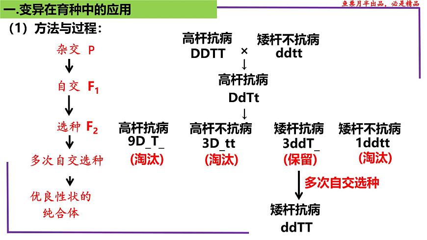 (新人教版)新高考生物一輪復(fù)習(xí)精講課件46變異在育種上的應(yīng)用(含答案)第7頁