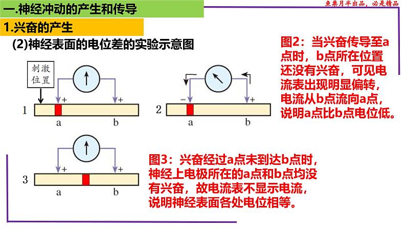 (新人教版)新高考生物一轮复习精讲课件52神经冲动的产生和传导(含答案)05