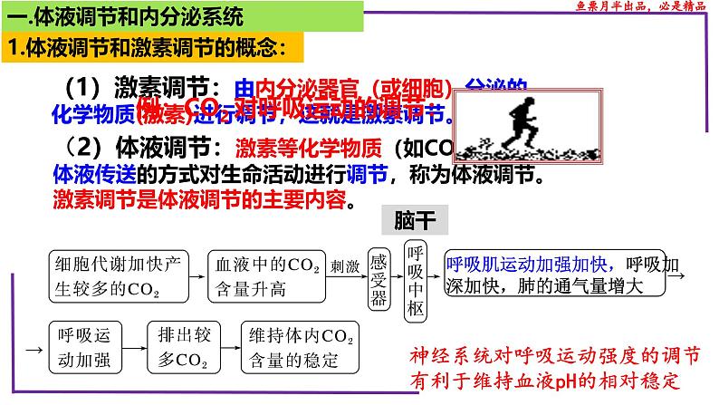 (新人教版)新高考生物一轮复习精讲课件55体液调节与内分泌系统(含答案)第4页