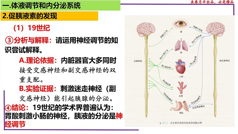 (新人教版)新高考生物一轮复习精讲课件55体液调节与内分泌系统(含答案)第7页