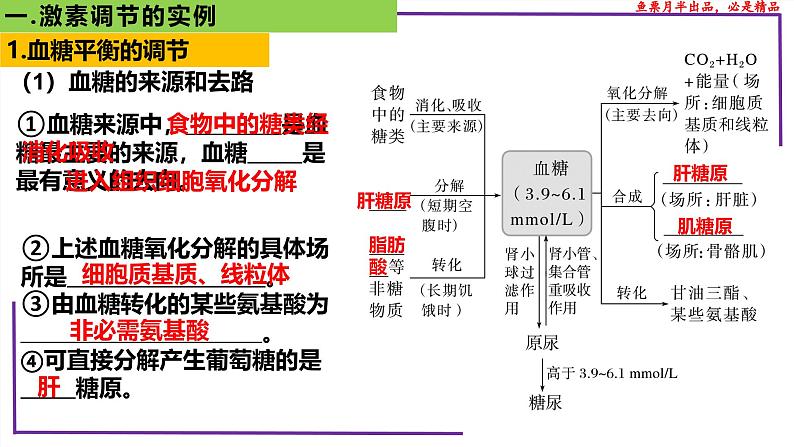 (新人教版)新高考生物一轮复习精讲课件56激素调节的实例(含答案)04