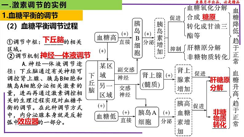 (新人教版)新高考生物一轮复习精讲课件56激素调节的实例(含答案)05