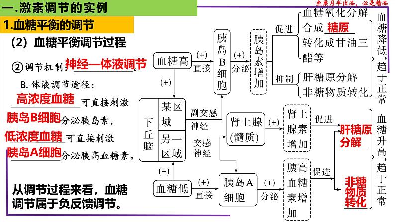 (新人教版)新高考生物一轮复习精讲课件56激素调节的实例(含答案)06