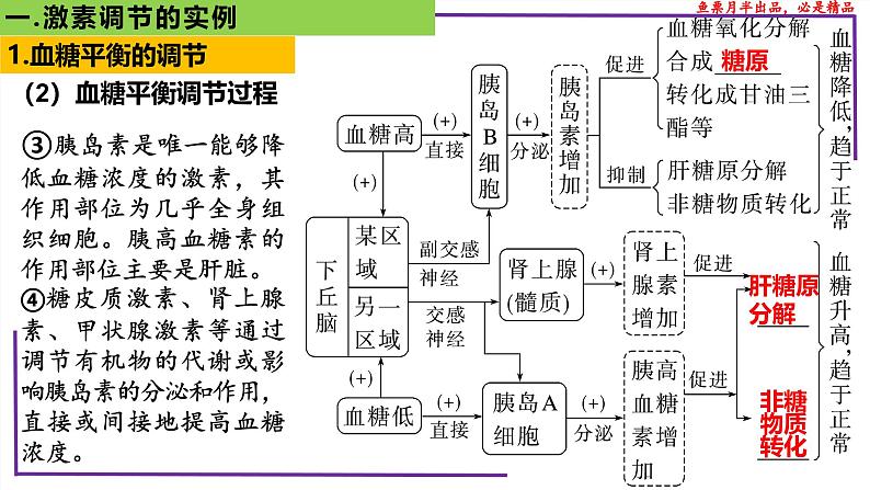 (新人教版)新高考生物一轮复习精讲课件56激素调节的实例(含答案)07