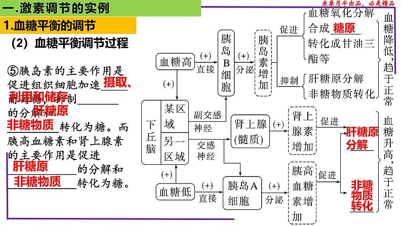 (新人教版)新高考生物一轮复习精讲课件56激素调节的实例(含答案)08