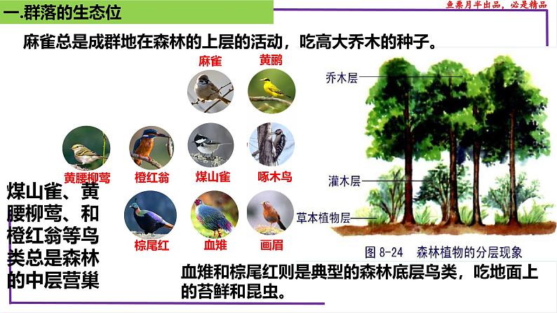 (新人教版)新高考生物一轮复习精讲课件68群落的生态位(含答案)第8页
