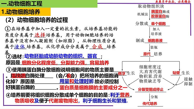 (新人教版)新高考生物一轮复习精讲课件78 动物细胞工程(含答案)第6页