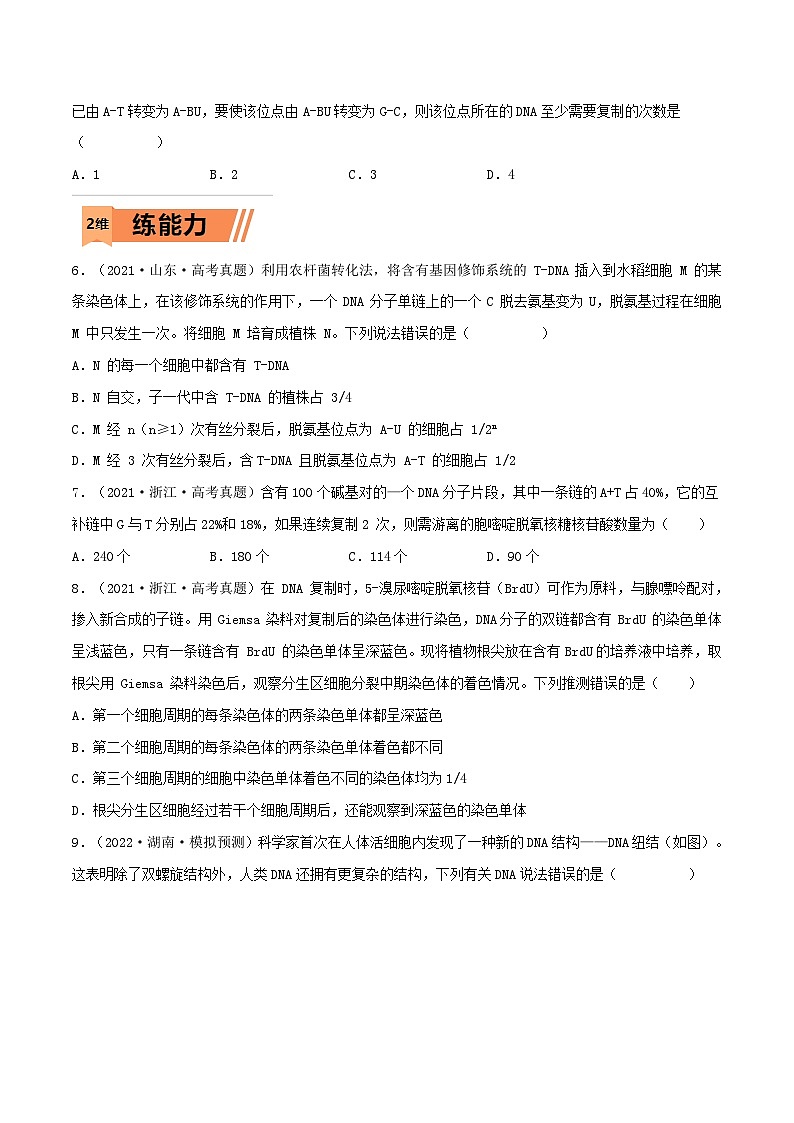 新高考生物一轮复习小题多练第17练 DNA的结构、复制及基因的本质(原卷版)第2页