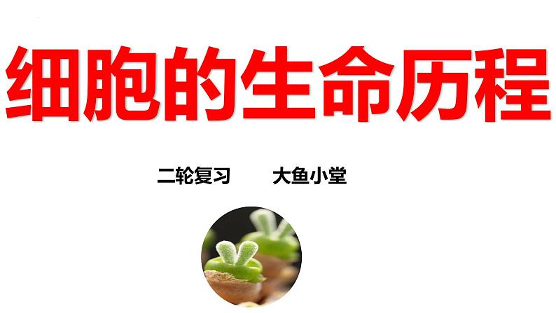 新高考生物二轮复习专题突破课件 04 细胞的生命历程(含答案)第1页