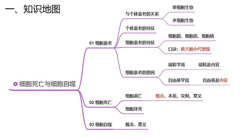 新高考生物二轮复习专题突破课件 04 细胞的生命历程(含答案)第7页