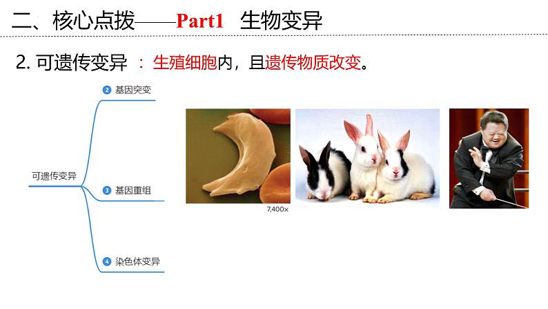 新高考生物二轮复习专题突破课件 08 生物的可遗传变异(含答案)第7页