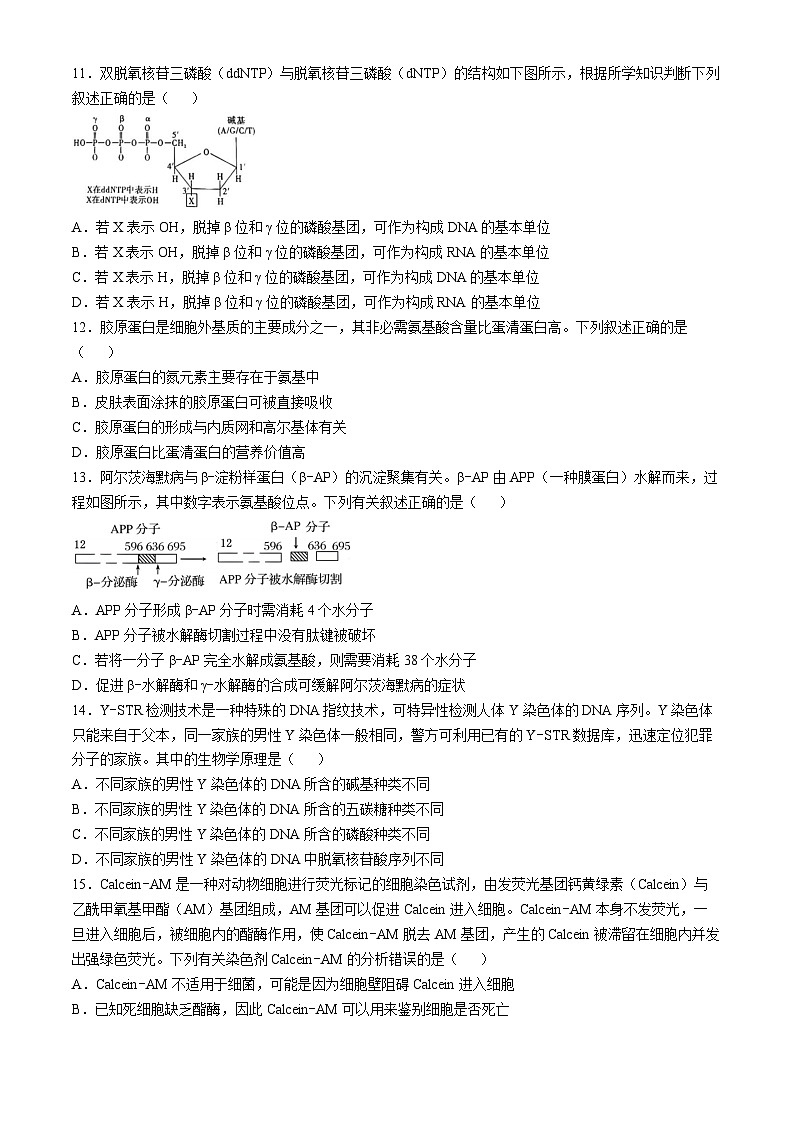 湖北省武汉市第六中学2024-2025学年高一上学期第2次月考生物试卷03