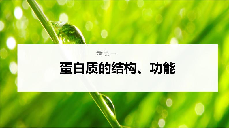 新高考生物一轮复习考点课件第03讲 蛋白质(含解析)05